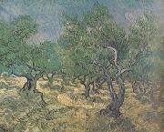 Vincent Van Gogh Olive Grove (nn04) USA oil painting reproduction